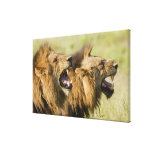 Male lions roaring, Greater Kruger National Canvas Print