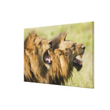 Male lions roaring, Greater Kruger National Canvas Print