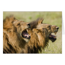 Male lions roaring, Greater Kruger National Greeting Cards