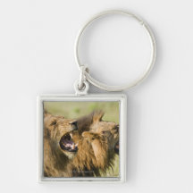 Male lions roaring, Greater Kruger National Keychain