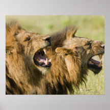 Male lions roaring, Greater Kruger National Posters