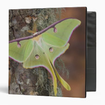 Male Luna Silk Moth of North American 3 Ring Binders