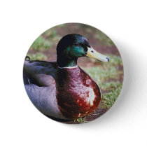 Male Mallard Buttons