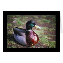 Male Mallard Greeting Card