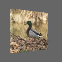 Male Mallard Duck Full Color Photo canvas prints