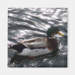 Male Mallard Duck Magnet