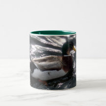 Male Mallard Duck Mug