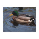 Male Mallard Duck postcards by dduhaime55 Male Mallard Duck postcards