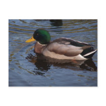 Male Mallard Duck postcards by dduhaime55 Male Mallard Duck postcards