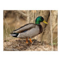Male Mallard Duck posters by rosehaven Male Mallard Duck posters