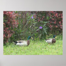 Male Mallard Ducks Print