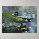 Male Mallard Print