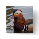 Male Mandarin Duck buttons