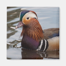 Male Mandarin Duck Fridge Magnets