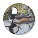 Male Merganser Duck magnets by eaglelady1 Male Merganser Duck magnets