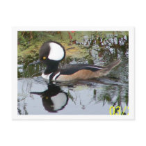 Male Merganser Duck postcards by eaglelady1 Male Merganser Duck postcards