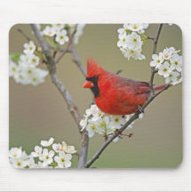 Male Northern Cardinal among pear tree Mouse Pad