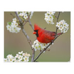Male Northern Cardinal among pear tree Postcards
