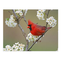 Male Northern Cardinal among pear tree Postcards