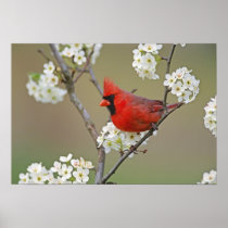 Male Northern Cardinal among pear tree Posters