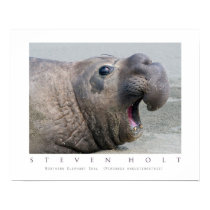 Male Northern Elephant Seal posters by wildlifehotspots Male Northern Elephant Seal posters