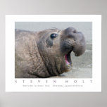 Male Northern Elephant Seal posters