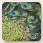 Male peacock (Pavo cristatus) displaying tail Drink Coasters