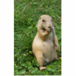 Male Prairie Dog Takes In The Scene On His Hind Le Photo Sculpture