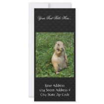 Male Prairie Dog Takes In The Scene On His Hind Le Rack Cards