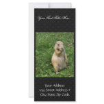 Male Prairie Dog Takes In The Scene On His Hind Le Rack Cards