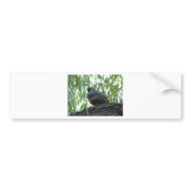 male quail bumper stickers