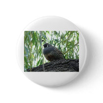 male quail pin