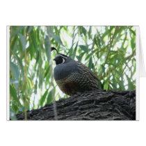 male quail card