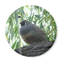 male quail magnets