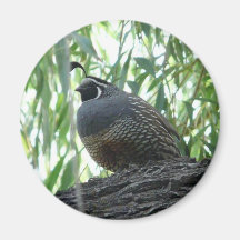 male quail magnets