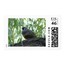 male quail postage