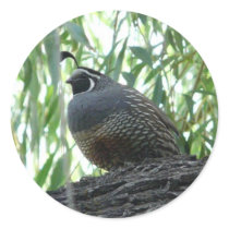 male quail round stickers