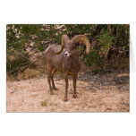 Male Ram Big Horn Sheep Card