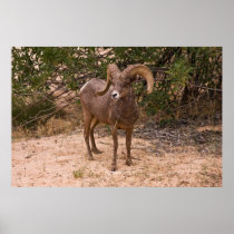 Male Ram Big Horn Sheep Poster