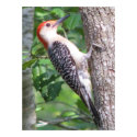 Male Red-bellied Woodpecker Poster posters