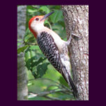 Male Red-bellied Woodpecker Poster posters