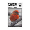 Male Red Crosbill - Loxia curvirostra postage