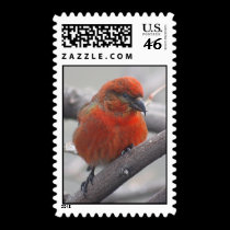 Male Red Crosbill - Loxia curvirostra postage by Orchidlady Male Red Crosbill - Loxia curvirostra postage