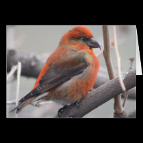 Male Red Crossbill -- Loxia curvirostra cards by Orchidlady Male Red Crossbill -- Loxia curvirostra cards