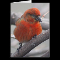 Male Red Crossbill -- Loxia curvirostra cards by Orchidlady Male Red Crossbill -- Loxia curvirostra cards