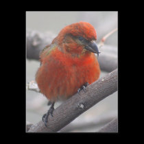 Male Red Crossbill - Loxia curvirostra postcards by Orchidlady Male Red Crossbill - Loxia curvirostra postcards