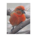 Male Red Crossbill - Loxia curvirostra postcards