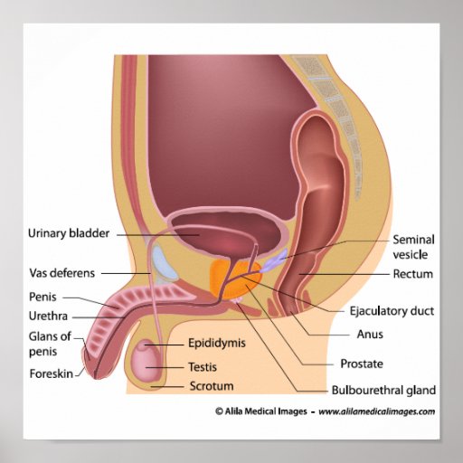 Male Reproductive Organs Sagittal Labeled Diagram Poster Zazzle 2513