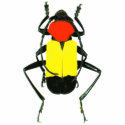 Male ringer cerambycid longhorn beetle shirt