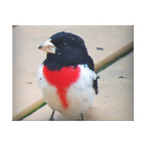Male Rose-breasted Grosbeak Canvas Prints